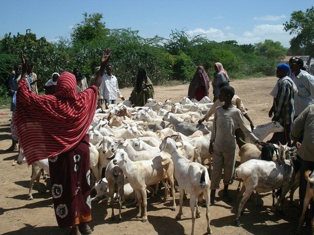 SOMALIA-GOAT SALE-EID AL ADHA 1