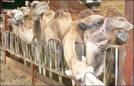 _46479447_camels_466