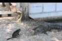 badass-cat-vs-alligator